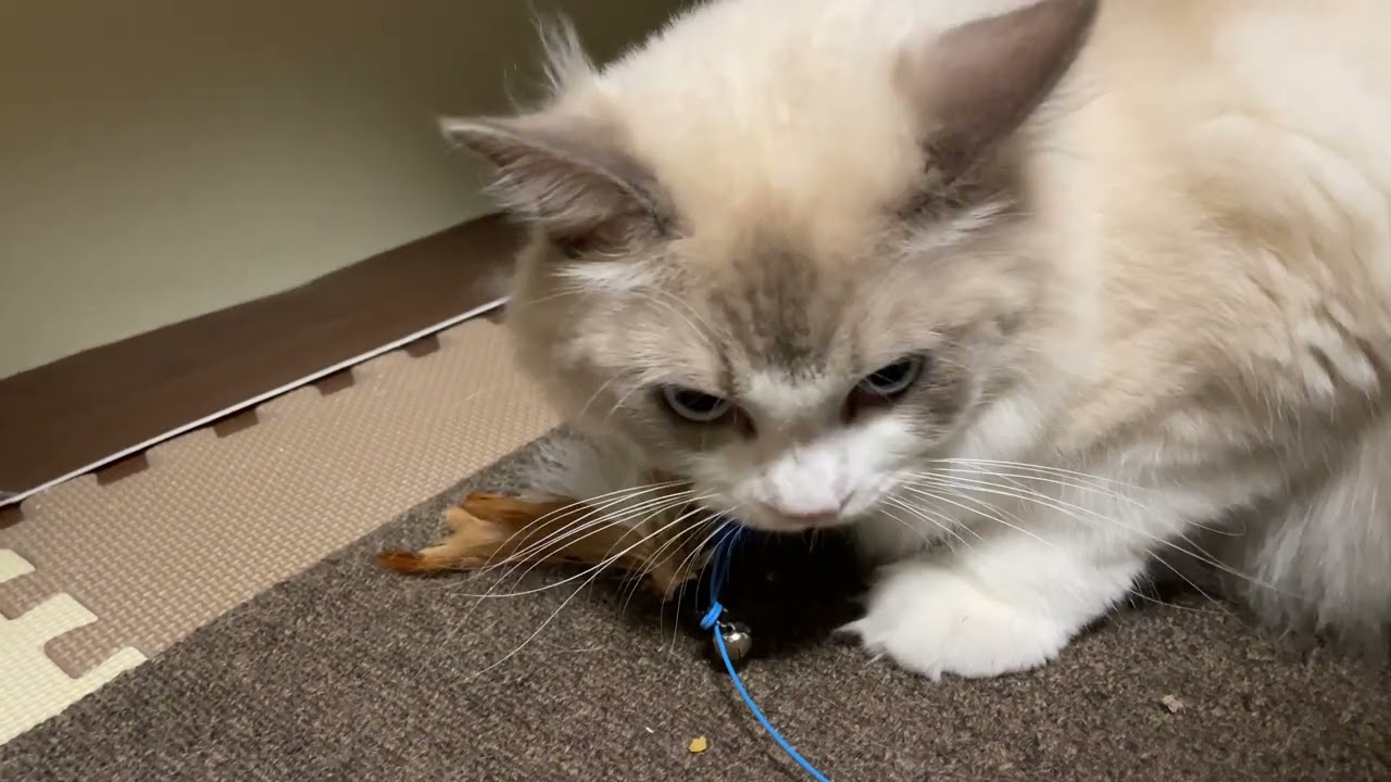 玩具に対する執着は相変わらずすごいぞ【ラグドールメインクーン】ある日の猫c191