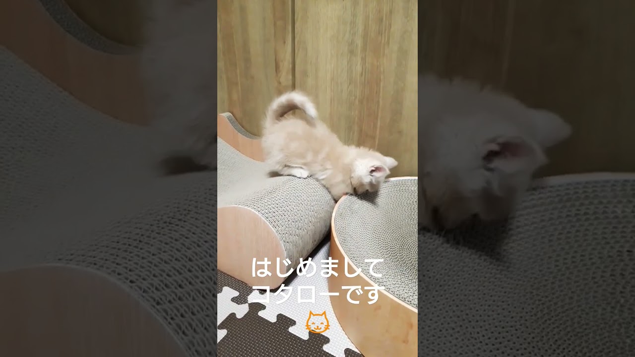 生後２ヶ月子猫の初日#shorts#マンチカン #子猫
