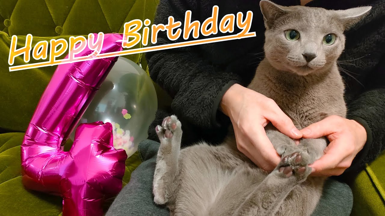 【お誕生日】【ロシアンブルー×トンキニーズ】こてさん祝4歳＆2023年もよろしくお願いします（#116）