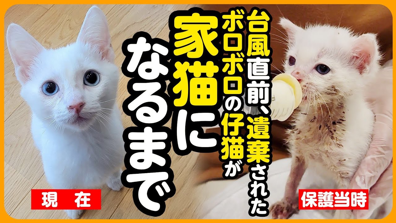 【祝！卒園】大型台風直前、ボロボロの状態で橋の下に捨てられていた子猫が、本当の家族に出逢うまで【まとめ】