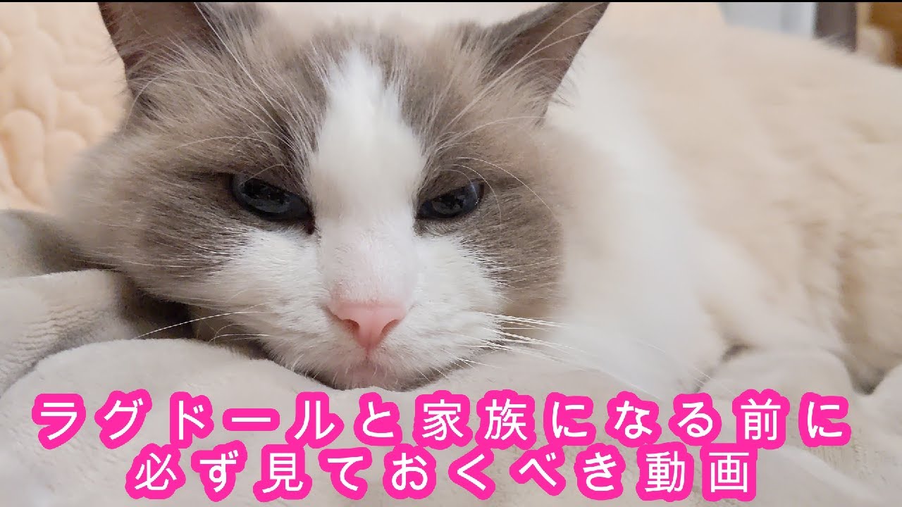 ラグドールという猫　家族になる前に見る動画