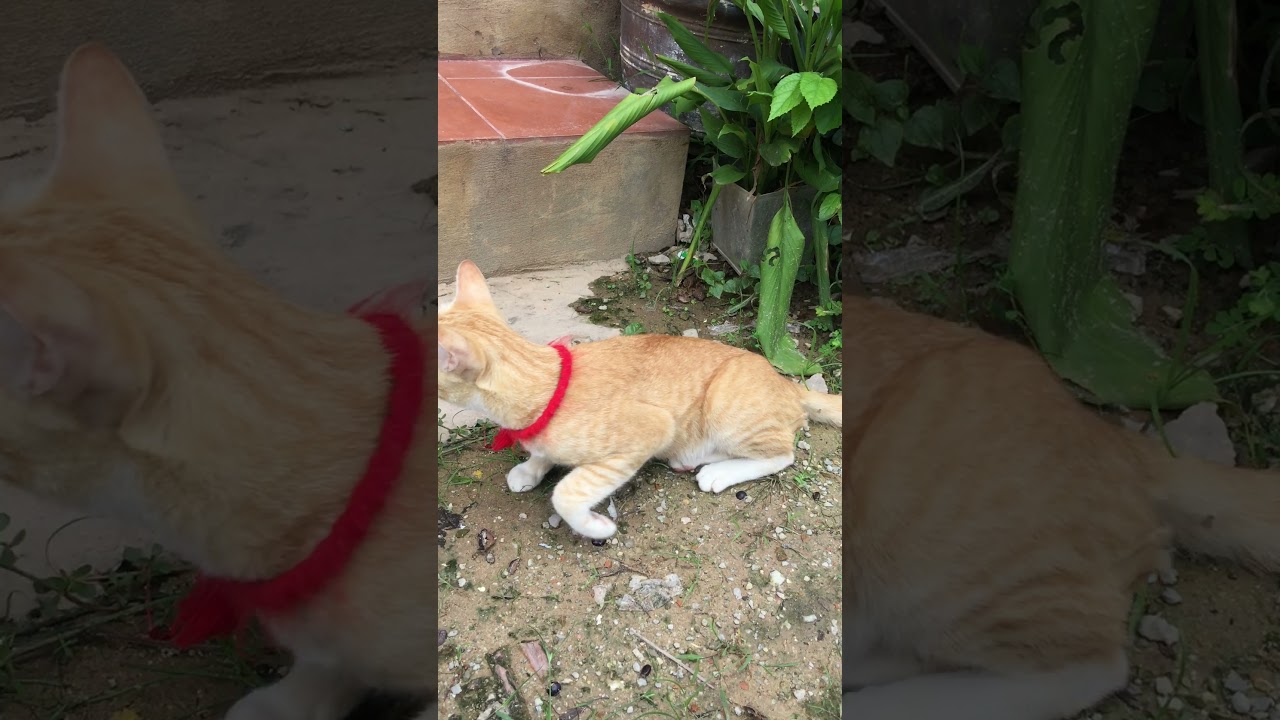 😹#BROWN CAT COMPILATION #ADORABLE BROWN CAT #BROWN CAT ACTIVITIES #OMG SO CUTE BROWN CATS😹 #751