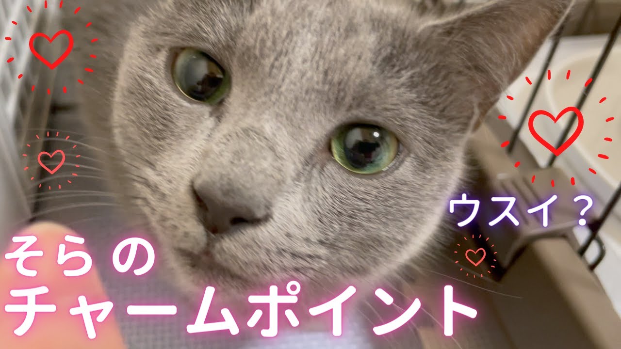 チャームポイントを明かす猫（ロシアンブルー）
