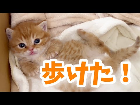 遂に！マンチカンの子猫ぽちゃくん遂に初歩き！？ Tiny Munchkin Kitten💓【生後24日目】