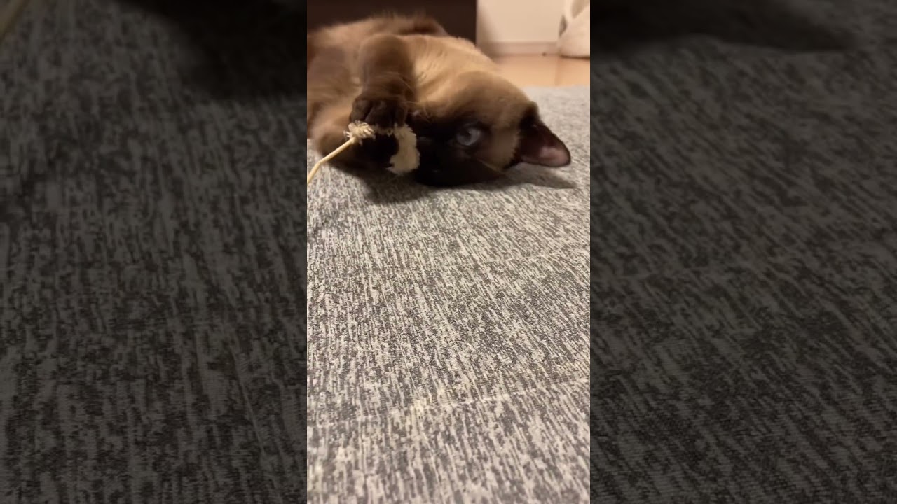 猫じゃらしと猫