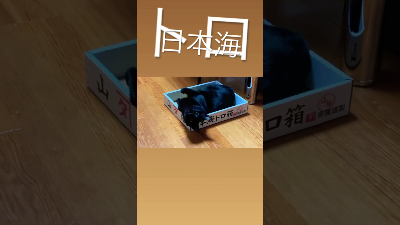 #日本海#トロ #猫さん #cat #catlover #ねこ #cats #blackcat #黒猫