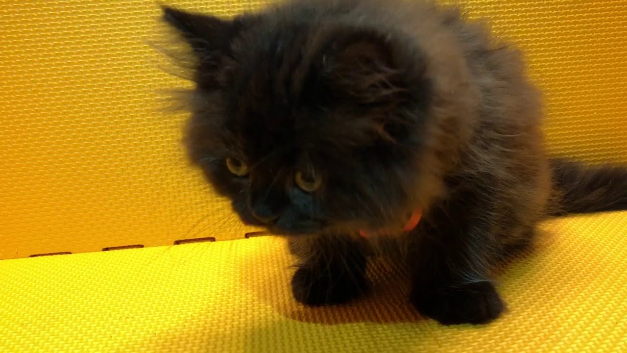 2018.6.10セルカークレックス直毛