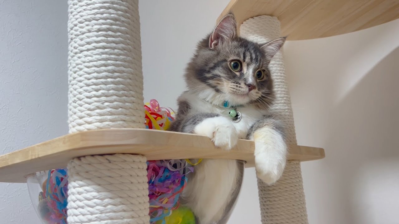 宇宙船に入る子猫【サイベリアン/かわいい】