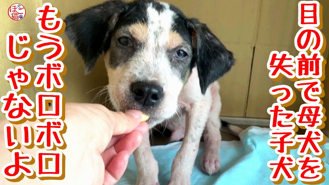【子犬　保護犬　子猫】　目の前で母犬を失ったボロボロの子犬　もうボロボロじゃないよ！　&福ちゃんとだん君の関係♪