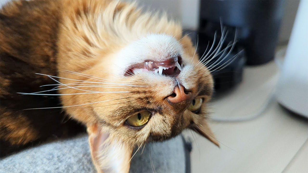 【369日目】あぁぁぁ #ソマリ #cat