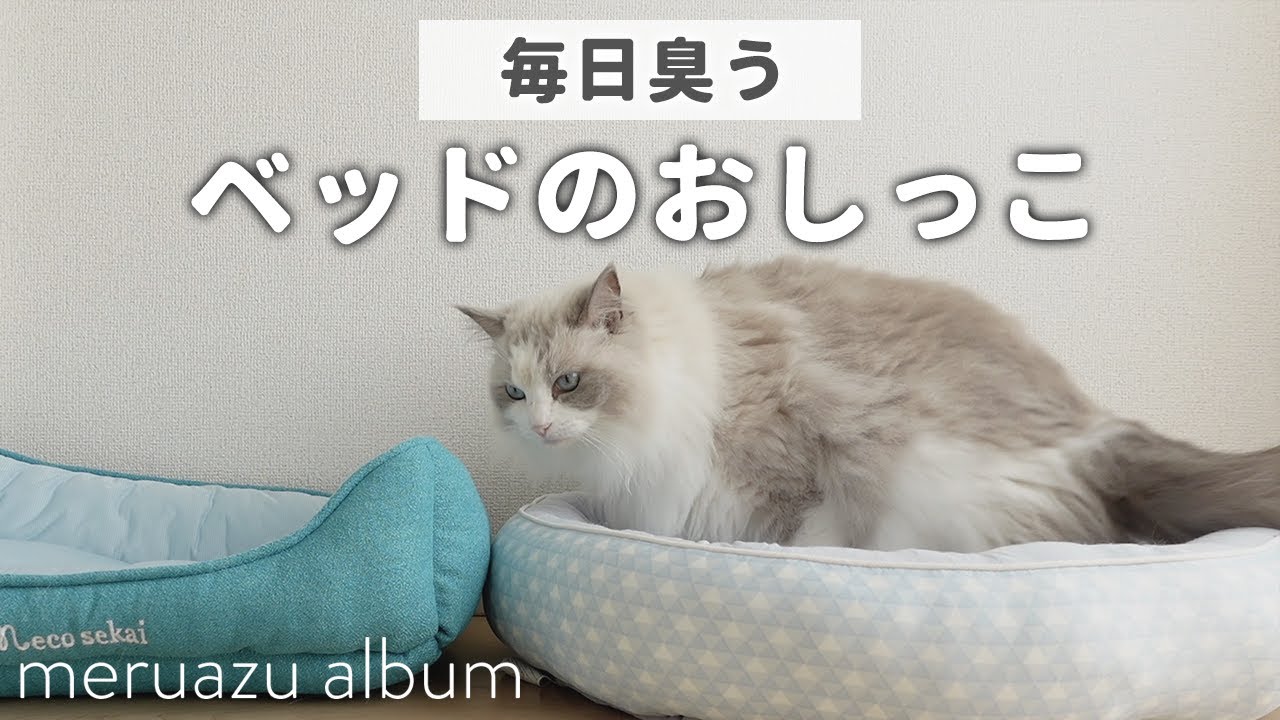 引っ越し後にお漏らししちゃった猫【ラグドール】