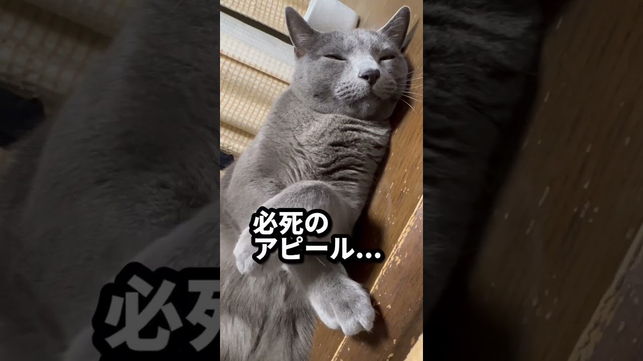 【ロシアンブルー】8歳めろん、甘えん坊がとまりません😌【猫】#shorts