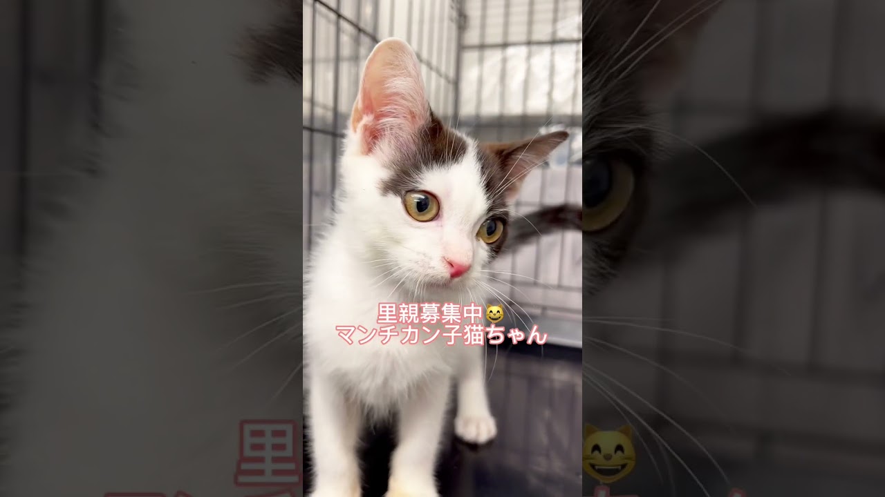 #里親募集中 #子猫 #可愛い猫 #マンチカン #保護猫