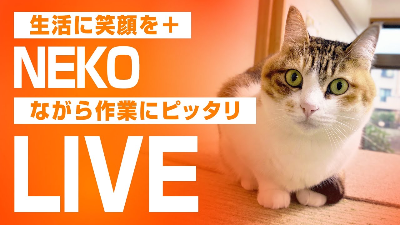 💖【看板猫日本一奪還への挑戦】💖２階猫のお部屋ライブ配信中💖
