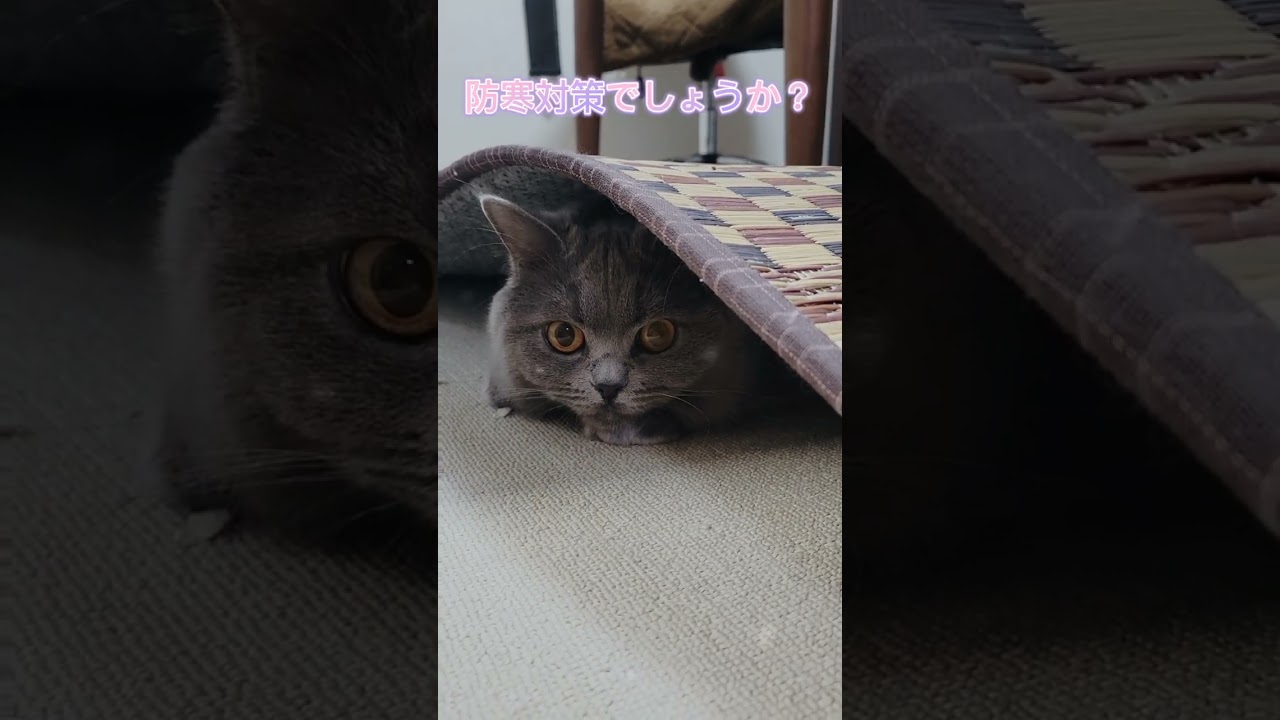 猫の防寒対策？！【サイベリアン・キキのKIKICHANNEL】#shorts #サイベリアン #猫