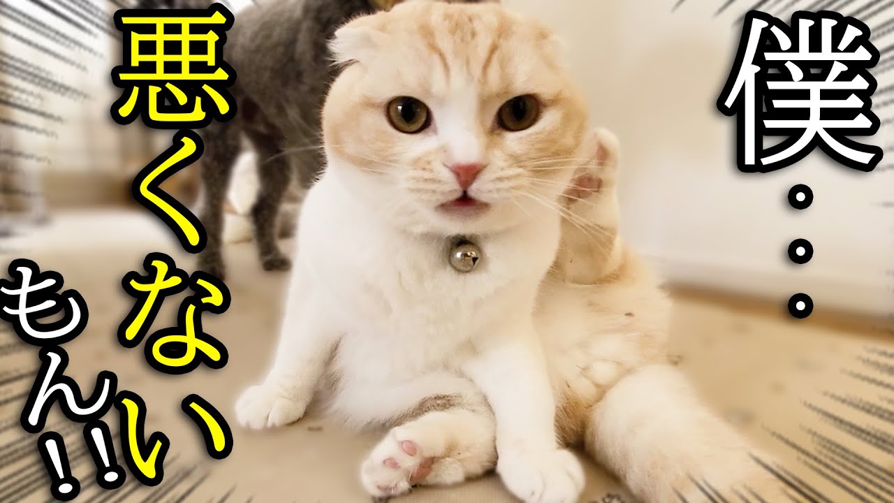 初めて真剣に叱られてションボリしちゃった子猫とハスキー犬がこちら...