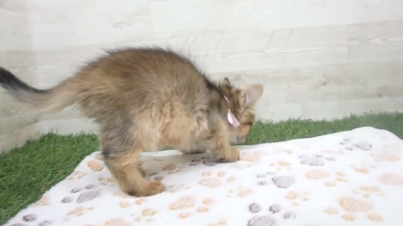 Coo&RIKU　No00612412 ソマリ