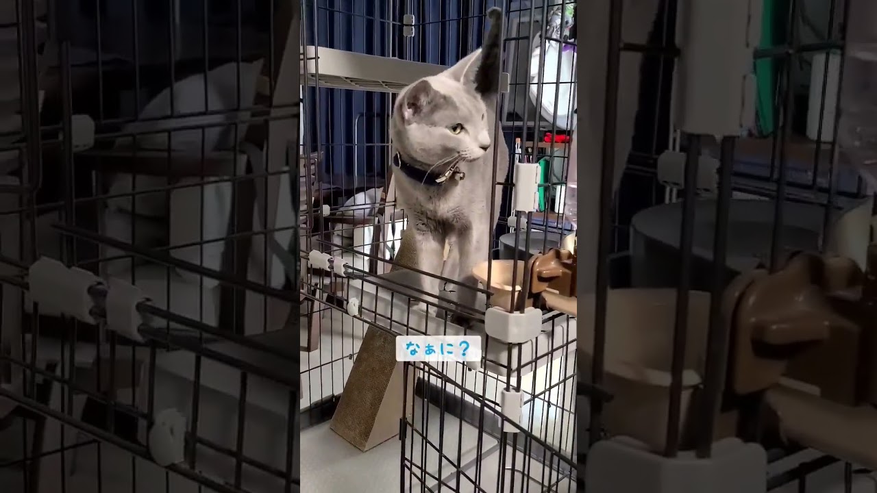 【BGMなし】名前を呼ばれると返事する猫 #ロシアンブルー #shorts