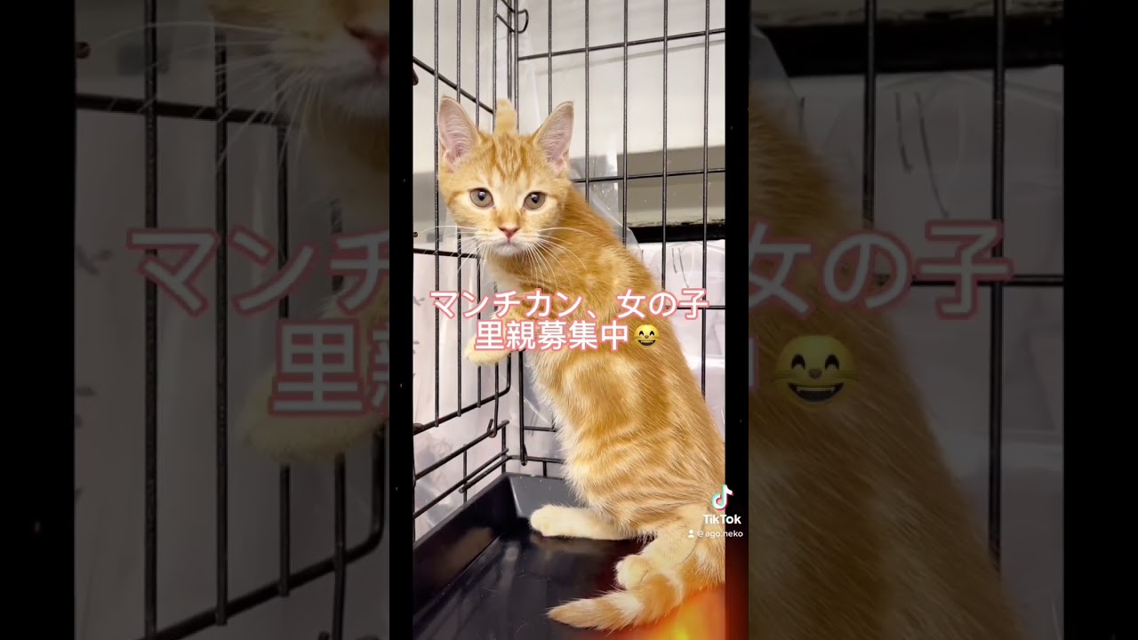 #里親募集中子猫アゴはネコ #子猫 #マンチカン　#マンチカンbaby #マンチカン子猫