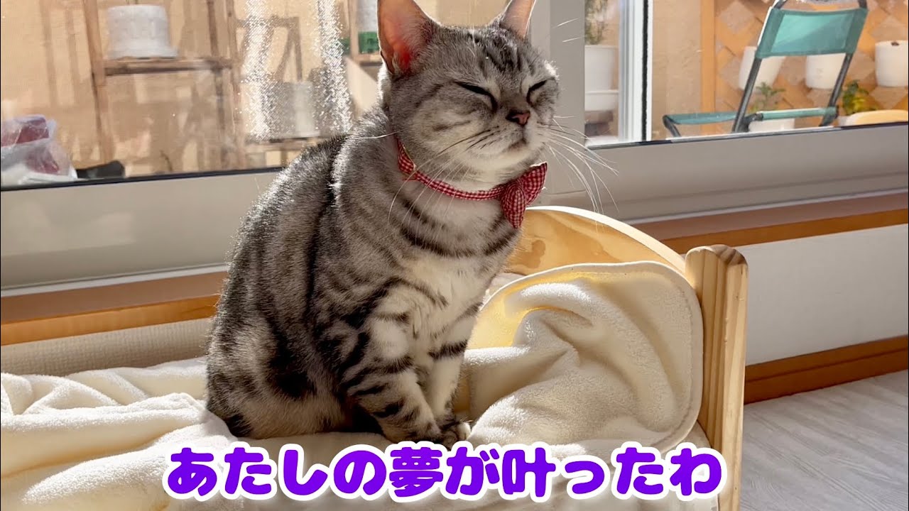 新居でひなたぼっこするアメリカンショートヘアのあいちゃん