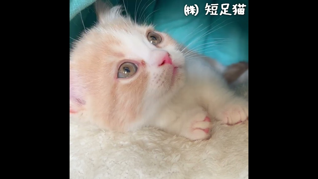 【お迎え翌日】ミヌエット子猫はじめてのおへや探検 (切抜き) #shorts