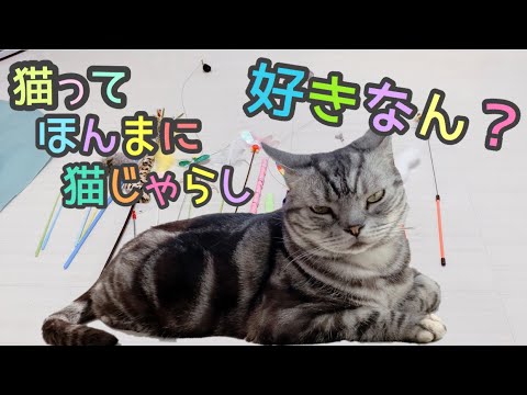 ゴリラが試す〜猫ってほんまに猫じゃらし好きなん？