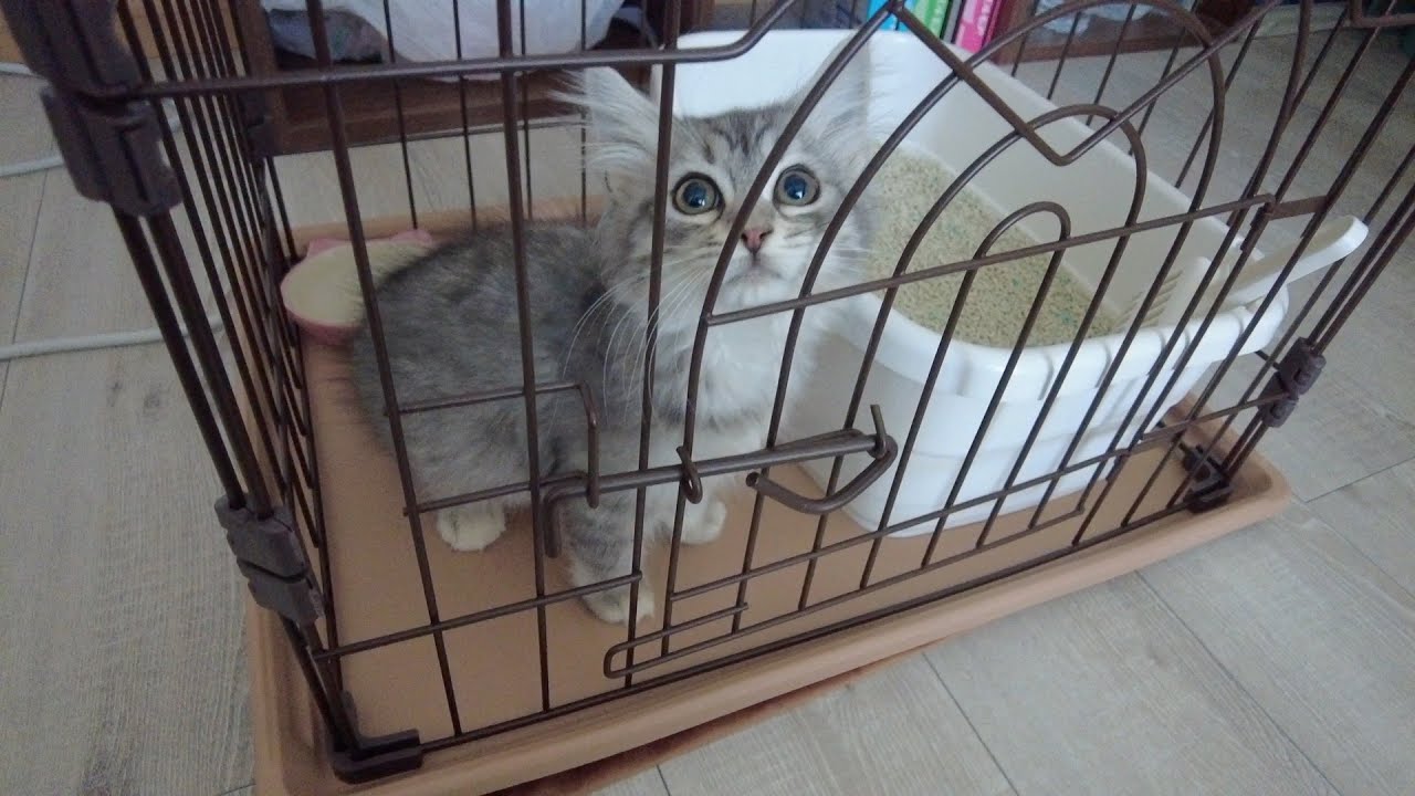【vlog】ラガマフィンの子猫をお迎えしました/25歳男性と猫の生活
