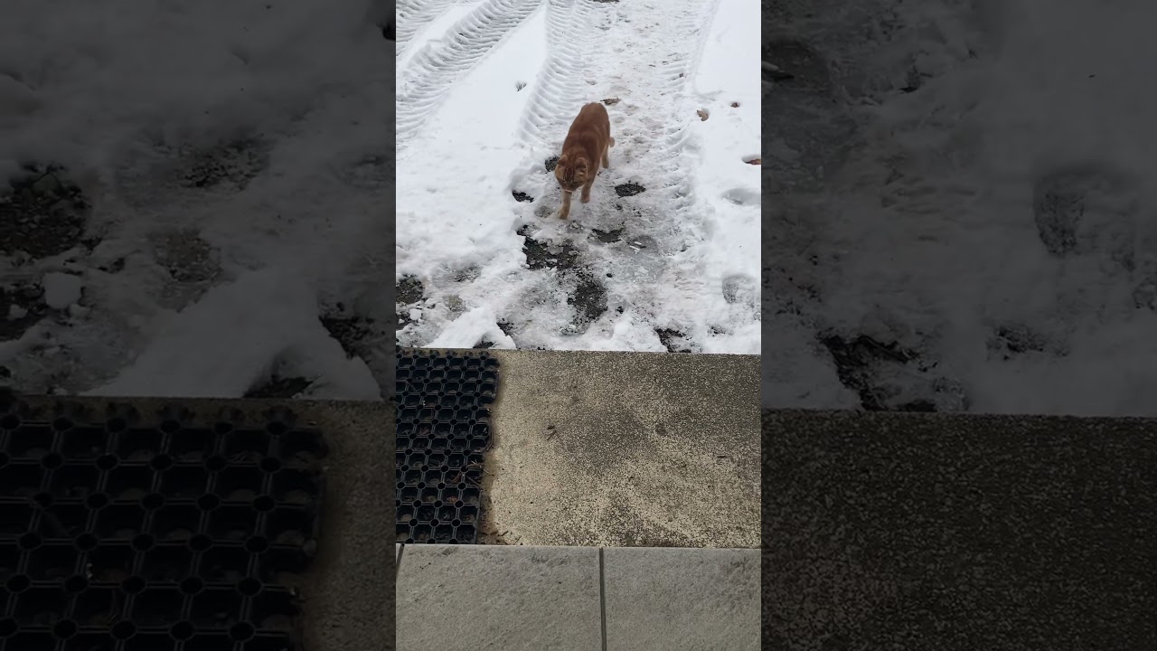 雪と社長　snow and president　#猫 #スコティッシュフォールド #ショート #猫動画 #cat #scottishfold #shorts #catvideos