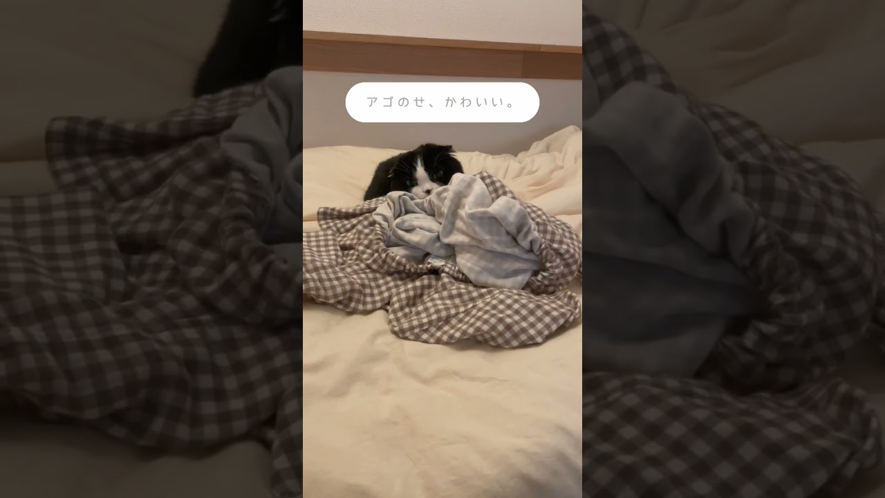 パジャマの上で眠る、猫。｜ #shorts #スコティッシュフォールド #猫 #猫のいる暮らし