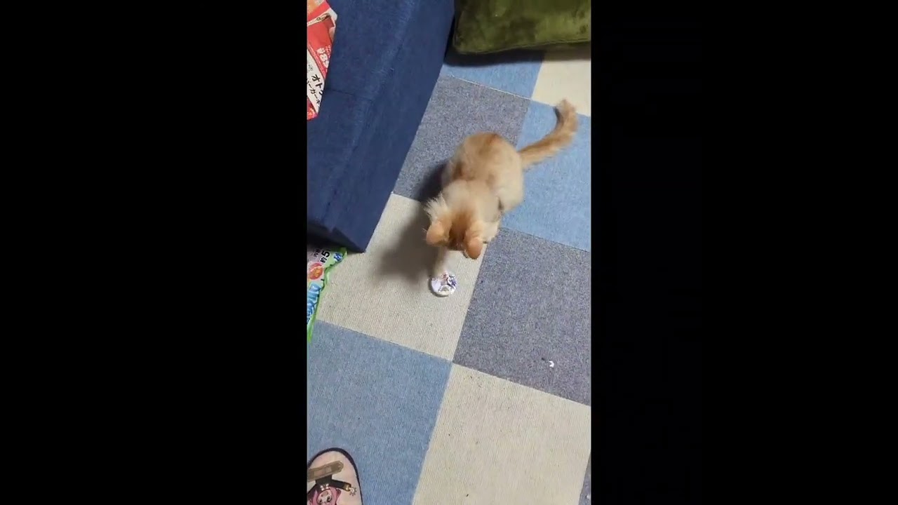 コマを楽しむ猫💕意外と上手い👏 #猫 #子猫 #コマ #shorts