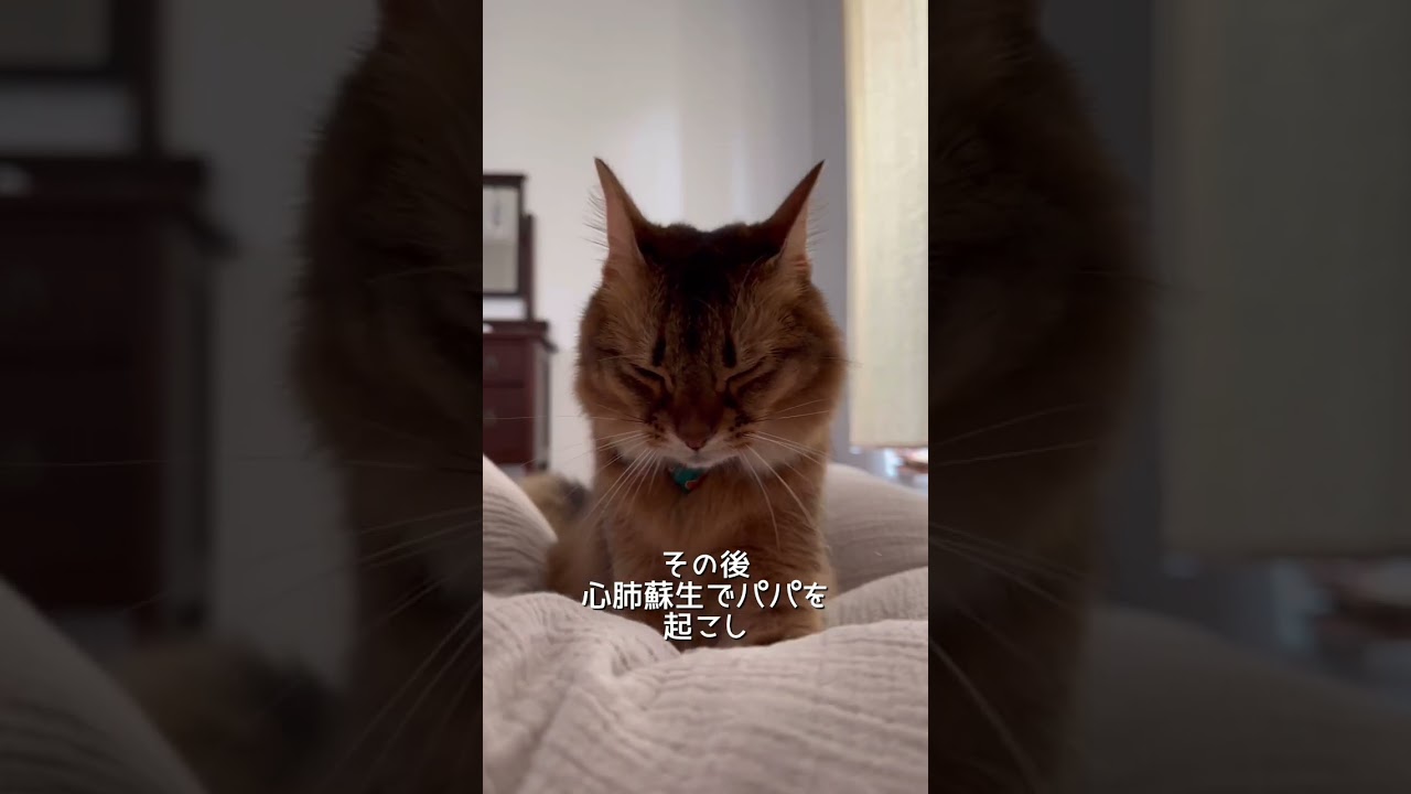 甘えた猫のモーニングルーティン