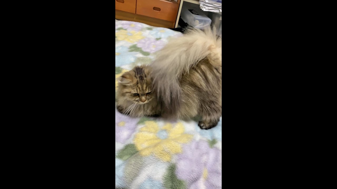 スフィンクス？ #shorts