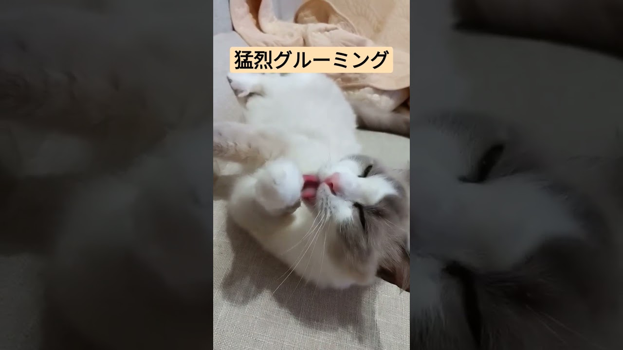 ラグドールの猛烈グルーミング