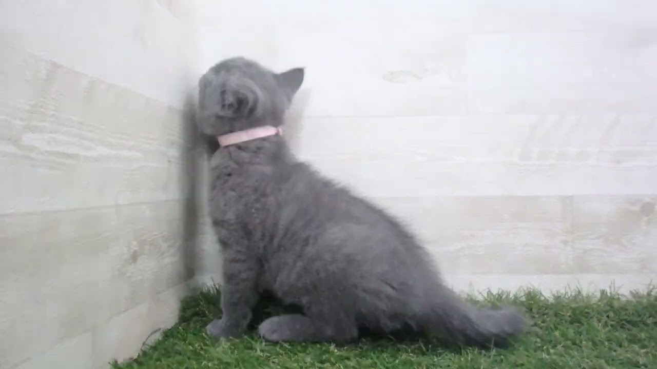 Coo&RIKU　No00615067 ブリティッシュショートヘアー