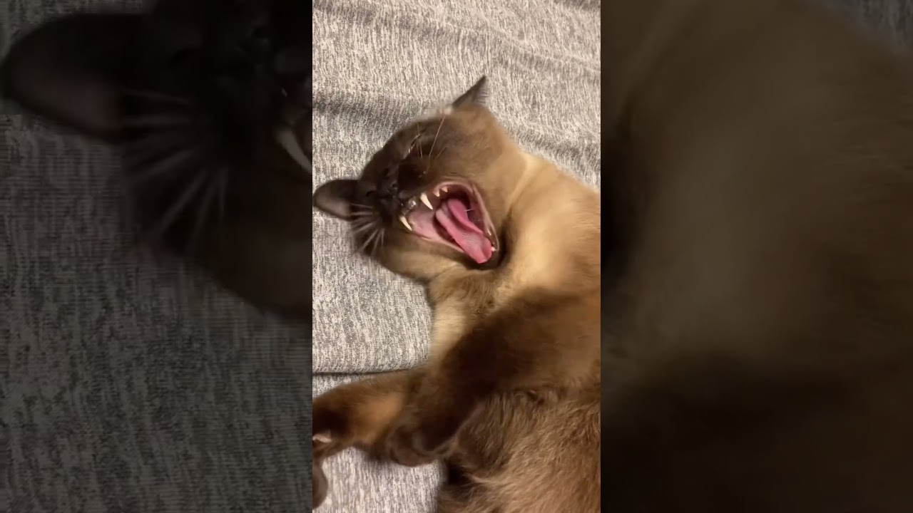シャム猫のあくび