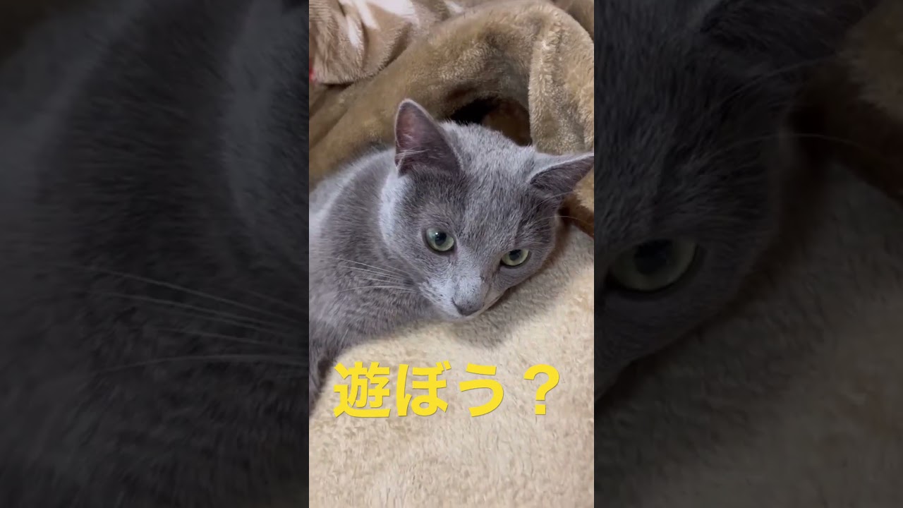 眠くてパパと遊びたくない猫（ロシアンブルー）#shorts