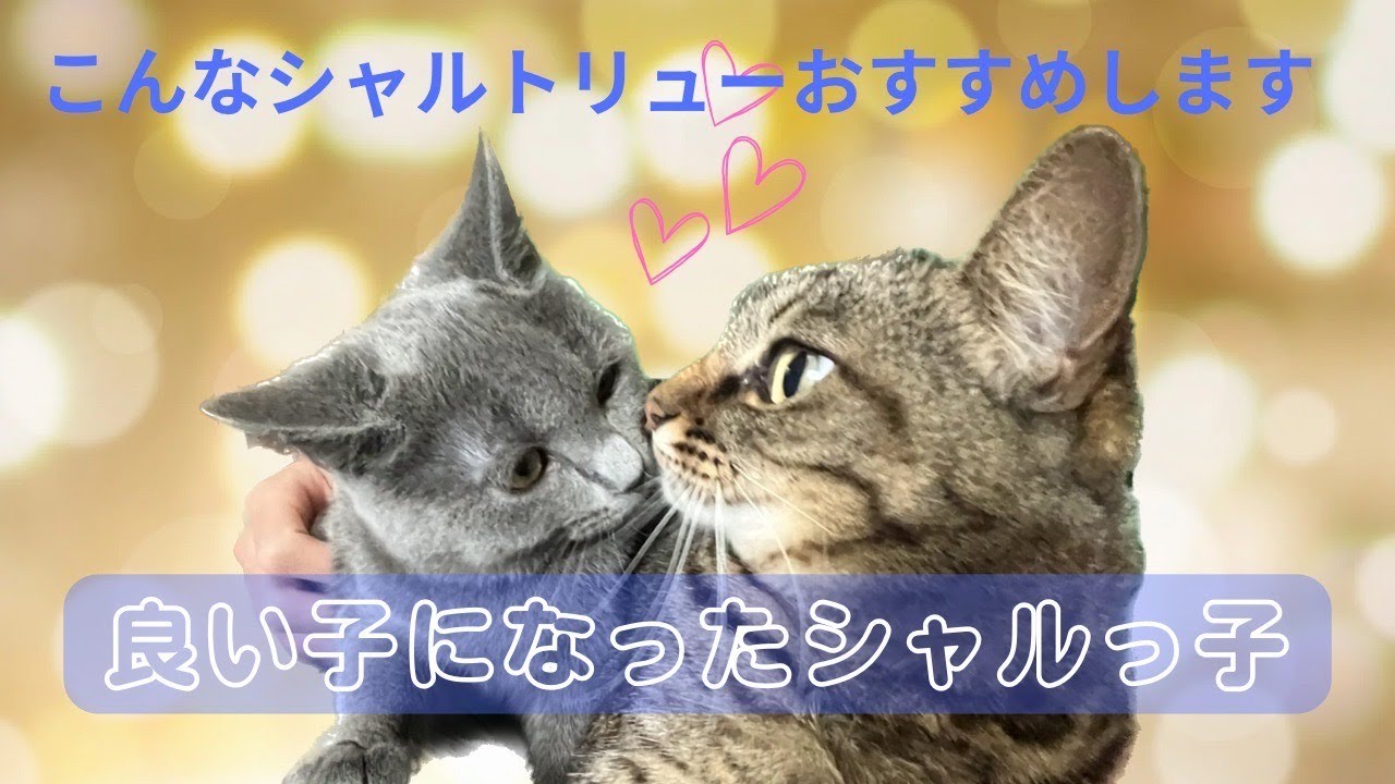 【シャルトリュー女の子ご紹介】2022.9.2生まれの子 上品な子に育てあげられています