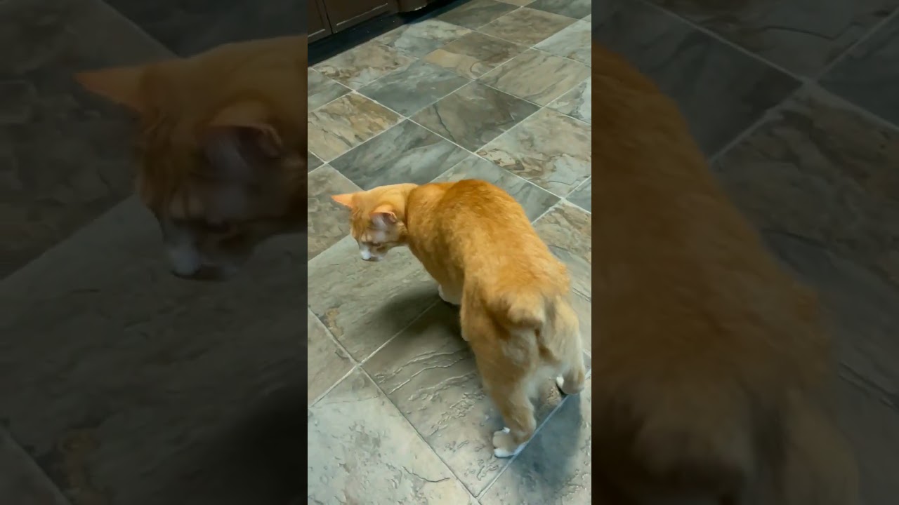 My Manx Cat meows for more for hours #catvideos #manx #meowing #cats #shorts #funny #silly