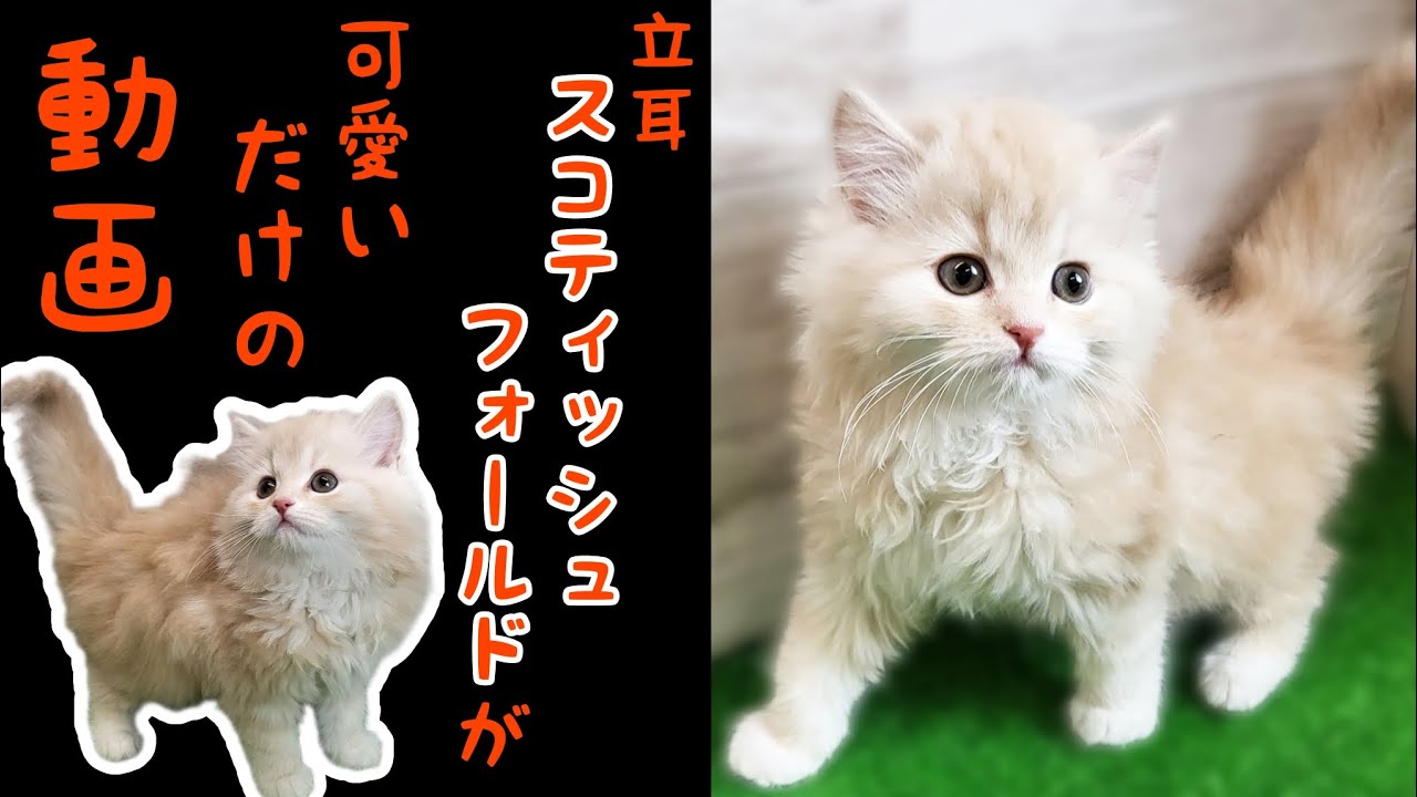 スコティッシュフォールド・子猫【Mitten府中店】