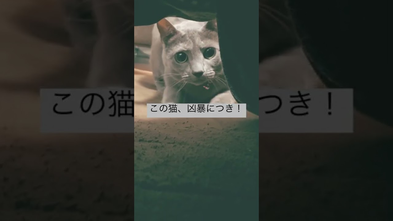 この猫、凶暴につき！ w 【ロシアンブルー】【猫動画】【猫との暮らし】
