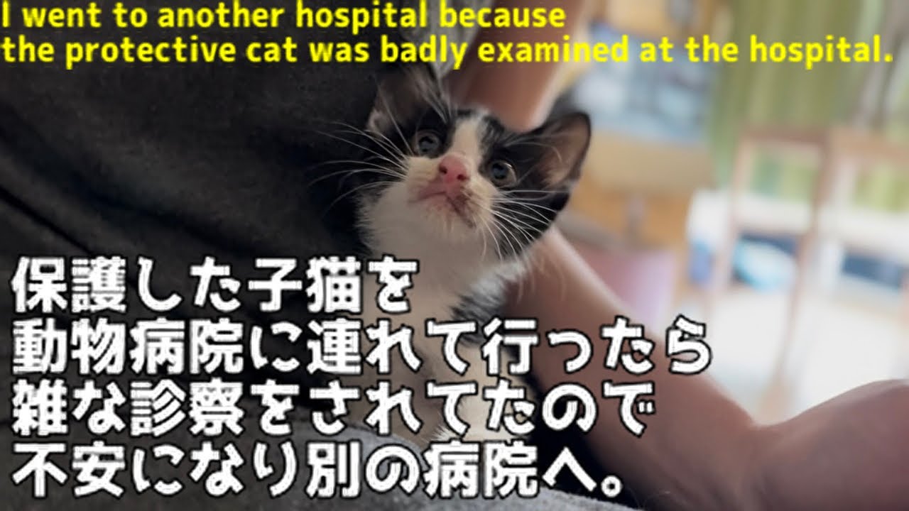 保護子猫が病院で雑な診察をされてたので別の病院に再度連れて行きました/I will take the rescued kitten to the hospital again