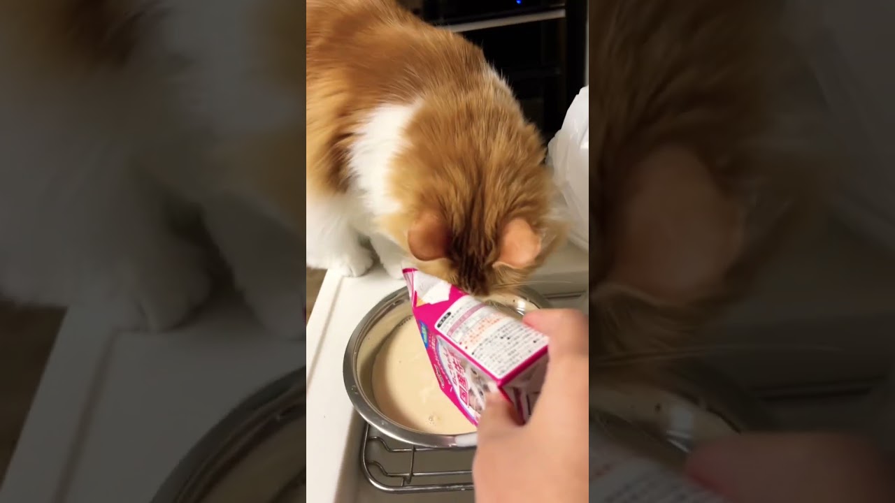 ミルクをたのしみにしている猫#shorts 【マリー（メインクーン）】