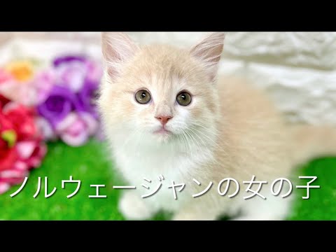 ノルウェージャンフォレストキャットの子猫　（中之島）