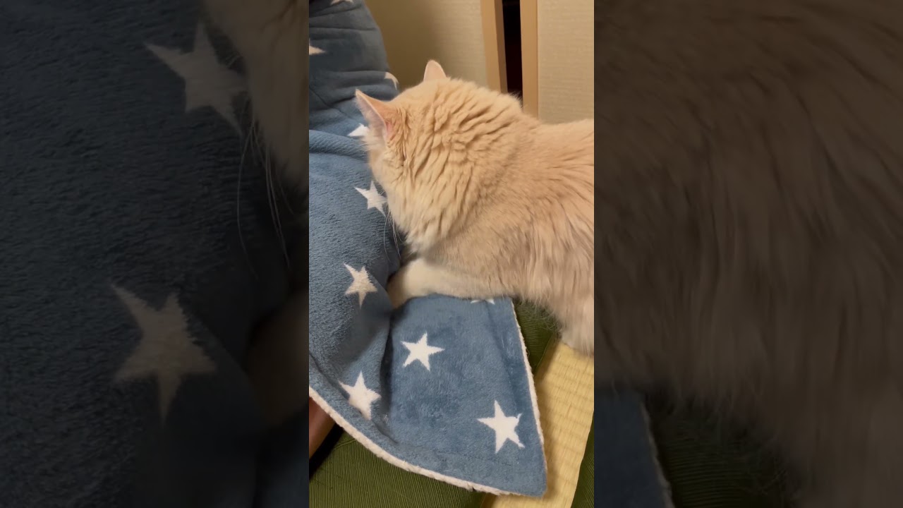 ふみふみするラガマフィンのかりんちゃん