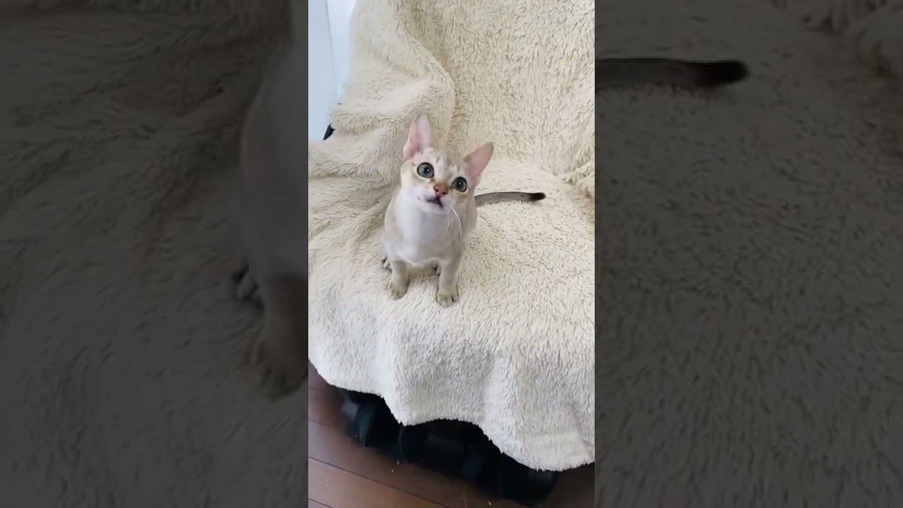 シンガプーラ 両親CFA チャンピオン 【セピアアグーティ】