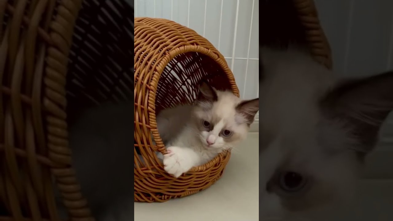 子猫のグーパーが可愛い！【ラグドールの子猫】#shorts