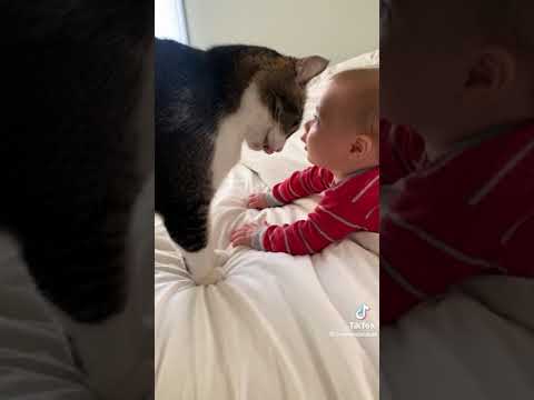 Lovely mother cat