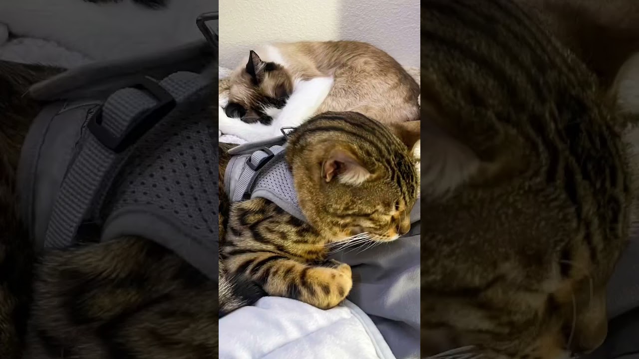 What about me? #shorts #cat #love #meow #cats #music #free #template #hi #bengalcat #siamese #birman