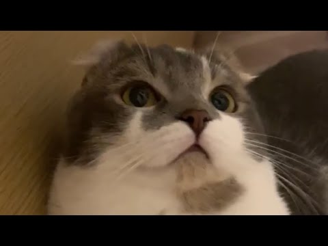 【たぴ】上目遣いで遊ぶ姿が可愛いすぎる【アメリカンカール】