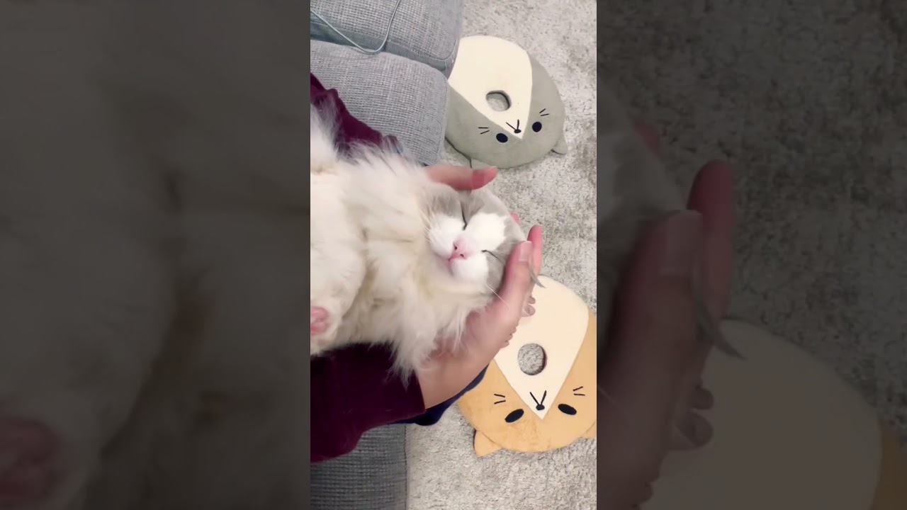 飼い主に顔面マッサージされてとろとろの猫 #ラグドール #猫